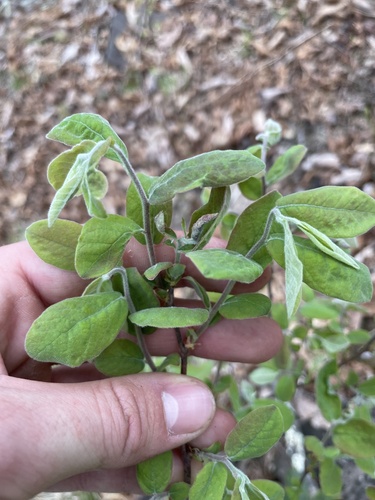 Gaylussacia ursina
