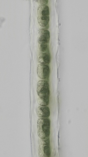 Gayralia oxysperma — photo