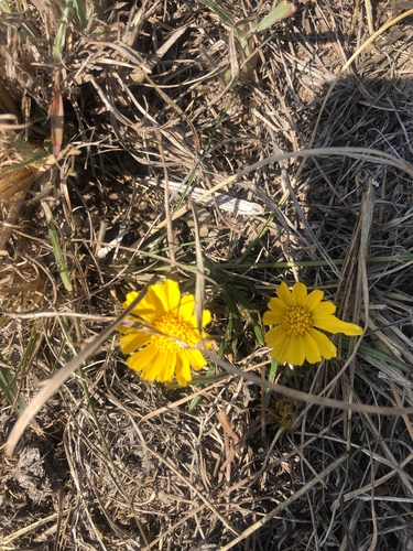 Gazania krebsiana (Common gazania) — photo