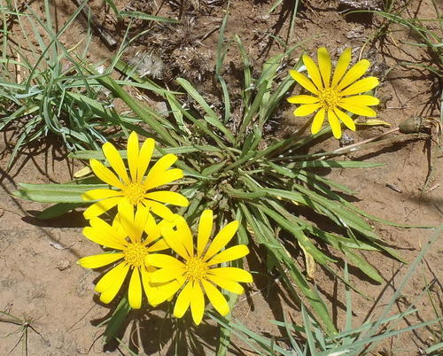 Gazania krebsiana
