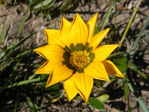Gazania linearis (Treasure flower) — photo