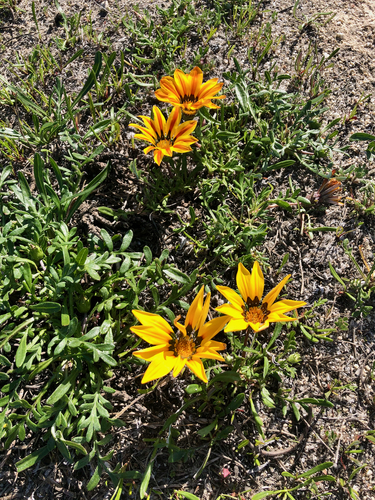 Gazania linearis (Treasure flower) — photo