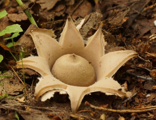 Geastrum fimbriatum (Fringed earthstar) — photo