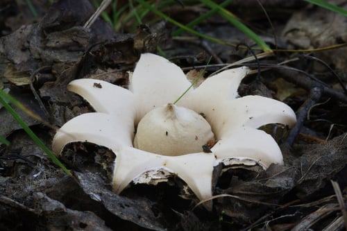 Geastraceae