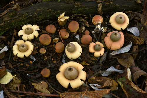Geastrum saccatum — photo
