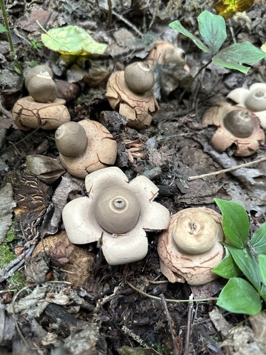 Geastrum triplex