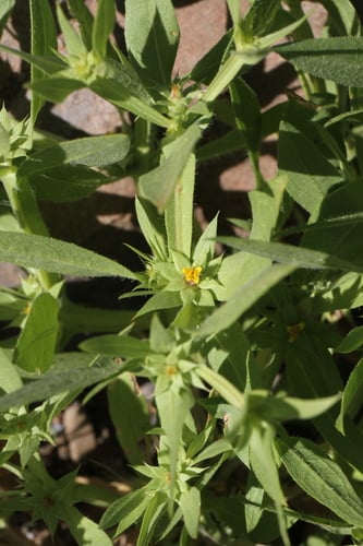 Geigeria alata