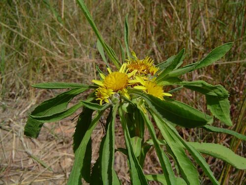 Geigeria schinzii — photo