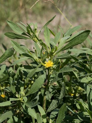 Geigeria schinzii