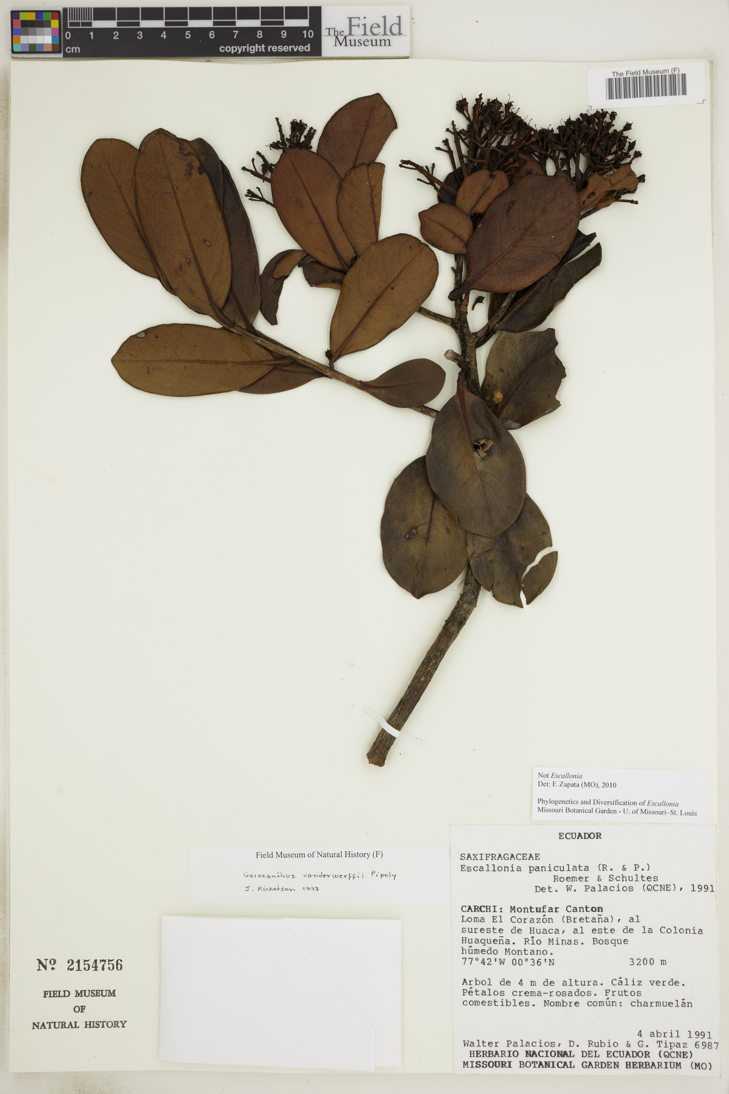 Geissanthus vanderwerffii — photo