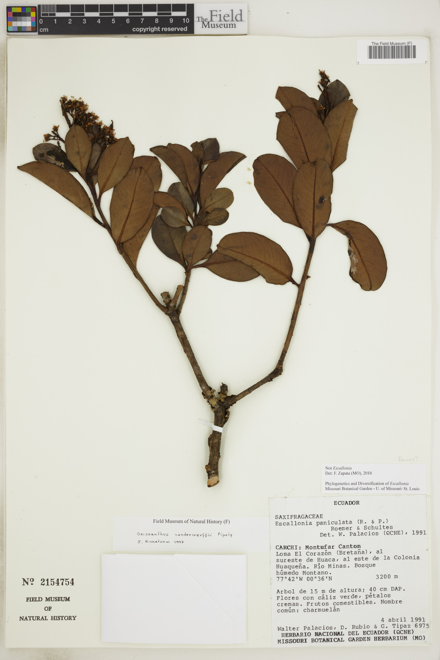Geissanthus vanderwerffii — photo