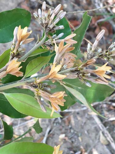 Geissospermum laeve (Tringuaba) — photo
