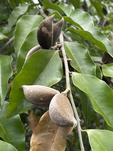 Geissospermum laeve (Tringuaba) — photo