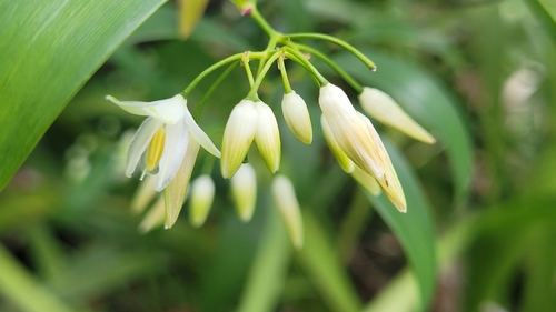 Geitonoplesium cymosum (Scrambling lily) — photo