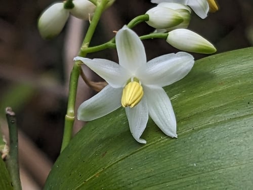 Geitonoplesium cymosum