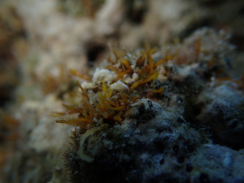 Gelidiella acerosa (Culot) — photo