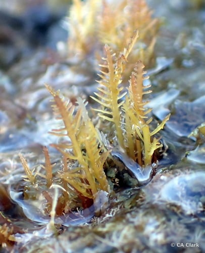 Gelidiellaceae
