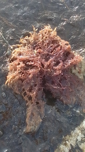 Gelidium amansii (Japanese isinglass) — photo