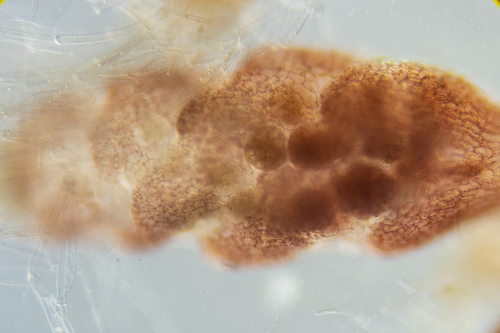 Gelidium australe — photo