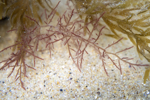 Gelidium australe
