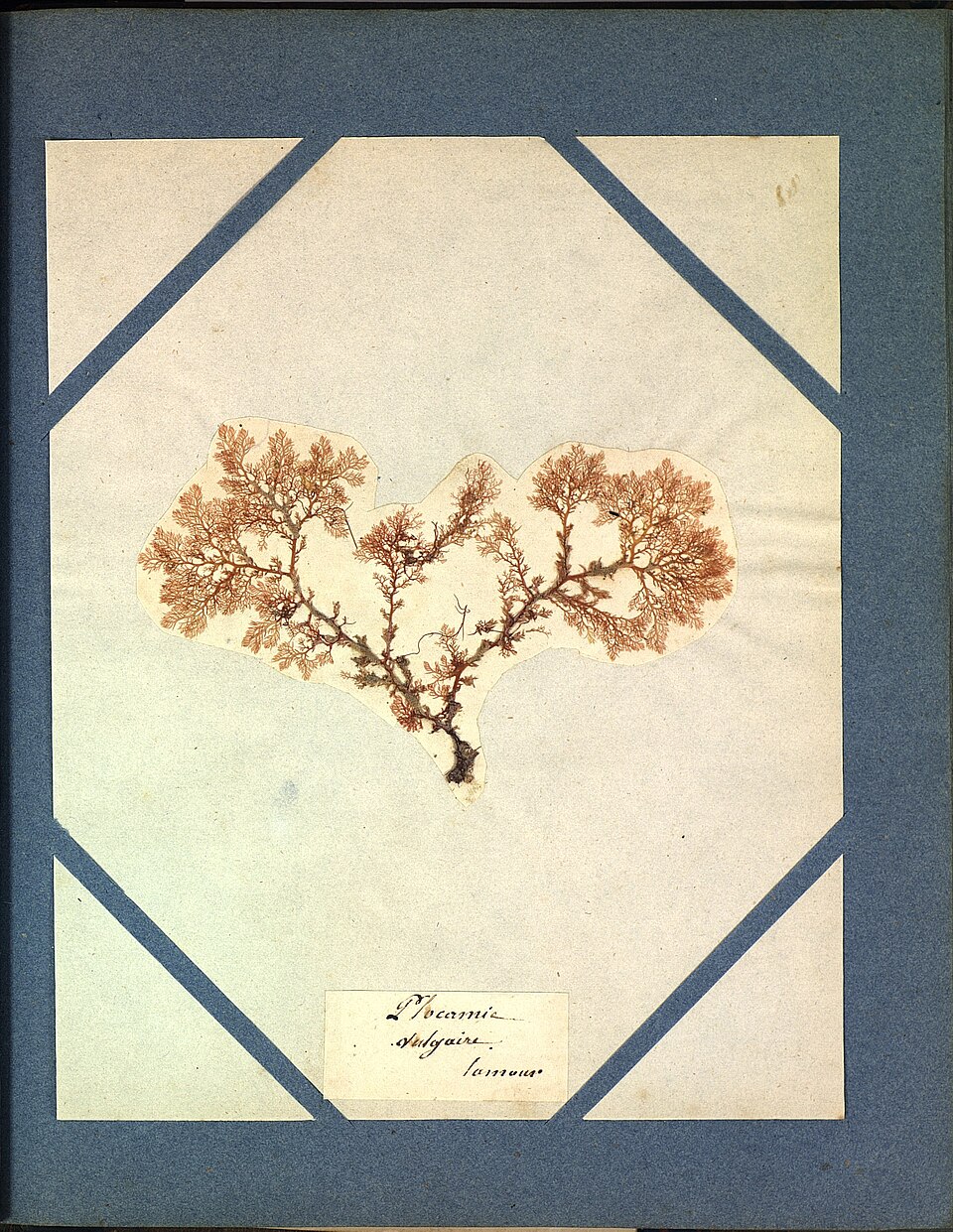 Gelidium cartilagineum (Japanese Isinglass) — photo