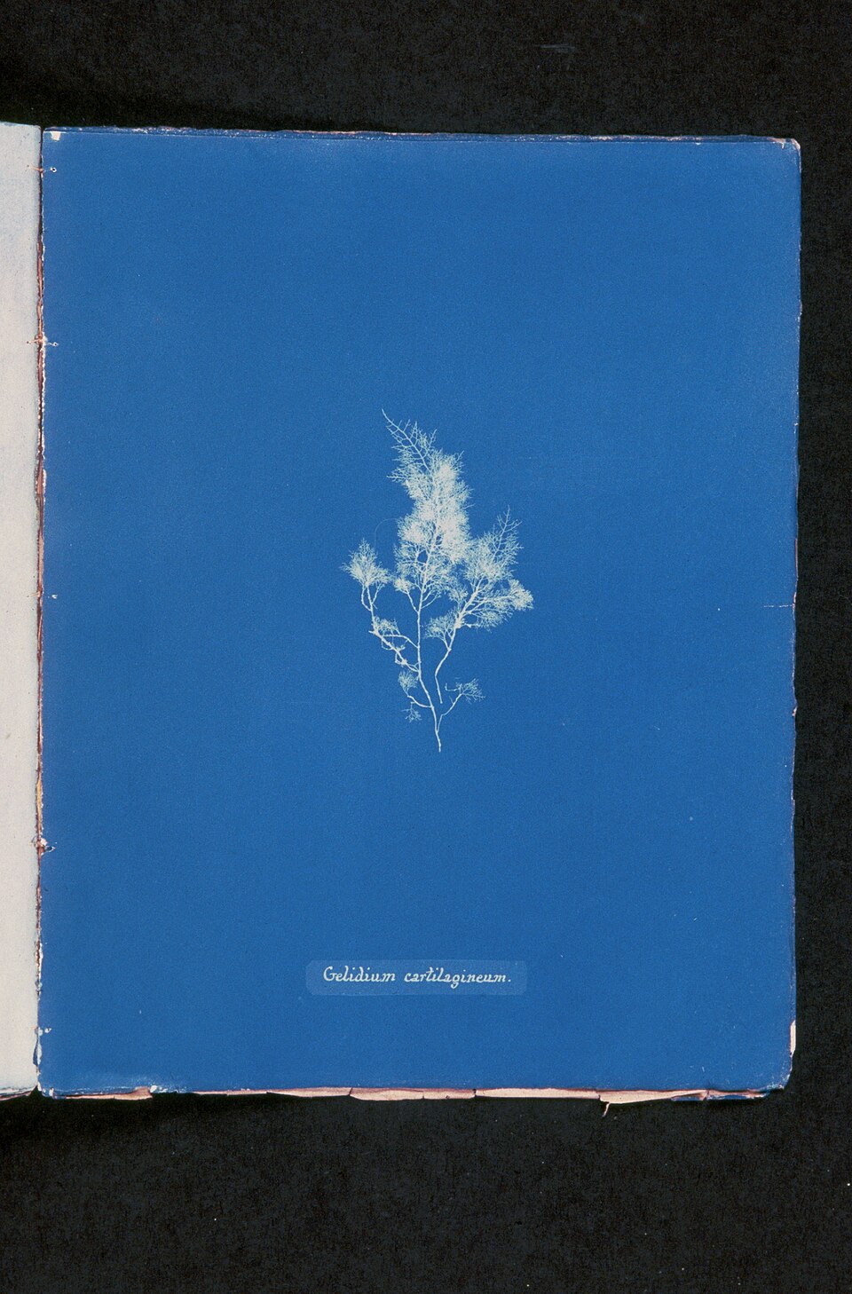 Gelidium cartilagineum