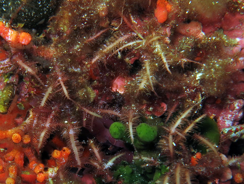 Gelidium corneum (Kanteen) — photo