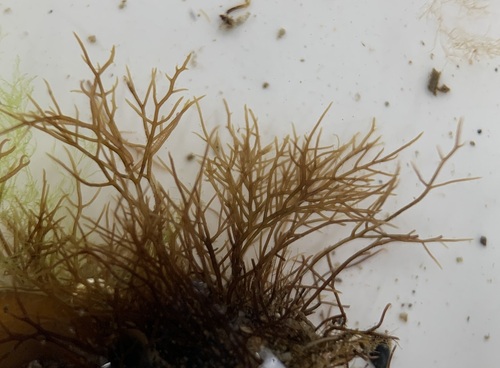 Gelidium crinale
