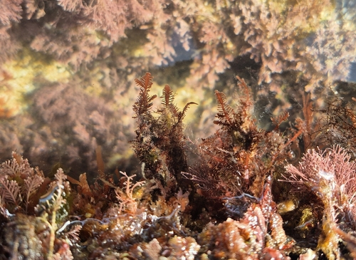 Gelidium latifolium (Jelly plant) — photo