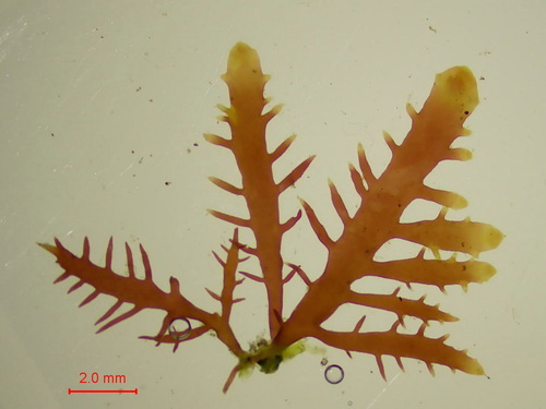 Gelidium latifolium (Jelly plant) — photo