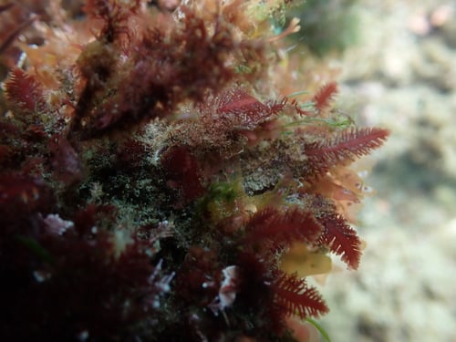 Gelidium latifolium