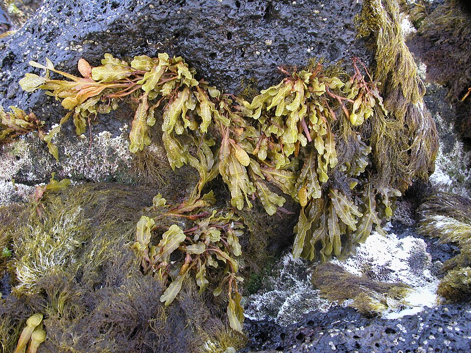 Gelidium microdon — photo