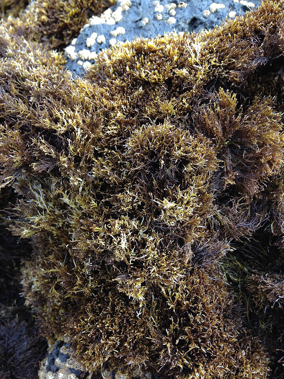 Gelidium microdon