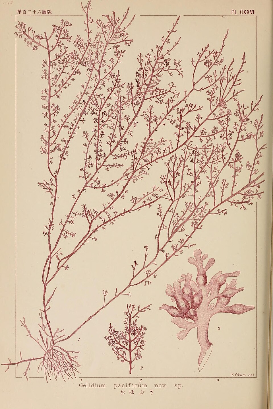 Gelidium pacificum