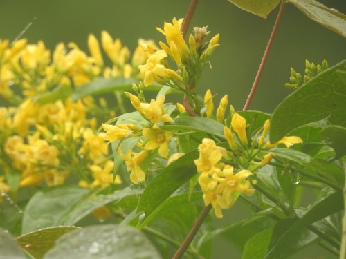 Gelsemium elegans (Yellow jessamine) — photo