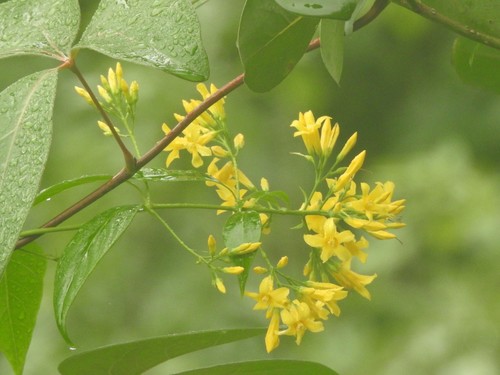 Gelsemium elegans (Yellow jessamine) — photo