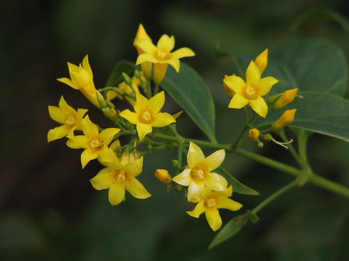 Gelsemiaceae