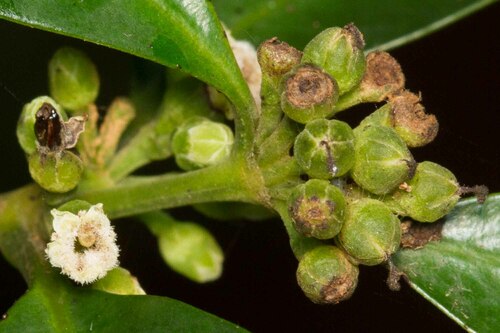 Geniostoma rupestre (Hangehange) — photo
