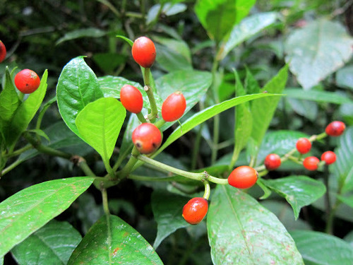Loganiaceae