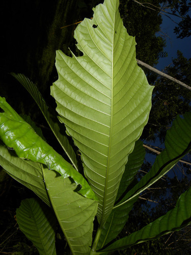 Genipa americana (Genipa) — photo