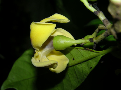Genipa americana (Genipa) — photo