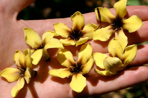 Genipa americana