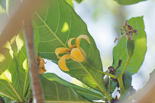 Genipa infundibuliformis (Smooth genip) — photo