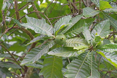 Genipa infundibuliformis (Smooth genip) — photo