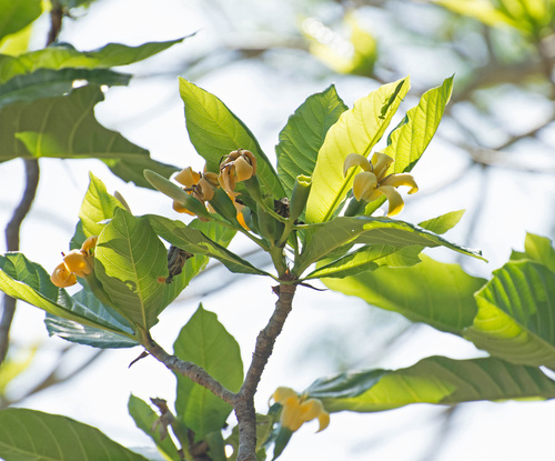 Genipa infundibuliformis