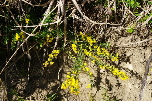 Genista pilosa — photo