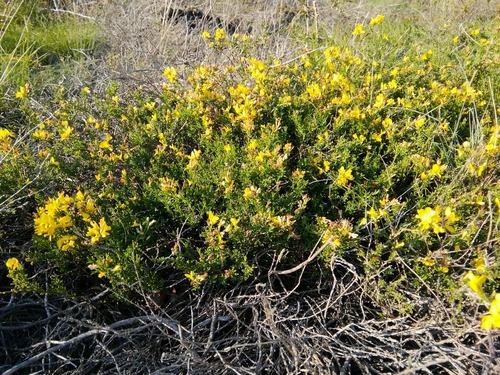 Genista pilosa — photo