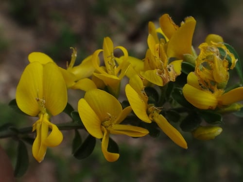 Genista pilosa
