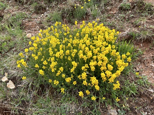 Genista sagittalis — photo