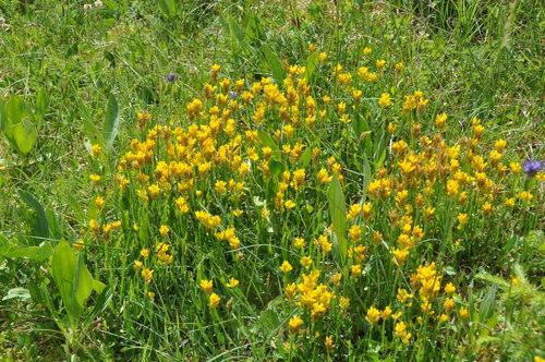 Genista sagittalis — photo